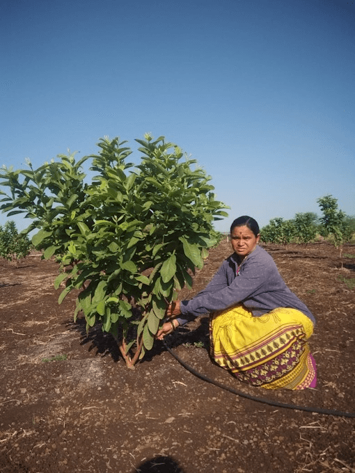 Rural-Livelihood-Plantation2